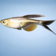 Swordtail Characin — side profile on a plain background — representative image - view 3