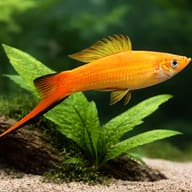 Swordtail Commet pink — close view showing fin and scale detail — representative image - view 4