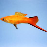 Swordtail Commet pink — side profile on a plain background — representative image - view 3