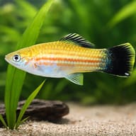 Swordtail Green Wagtail — close view showing fin and scale detail — representative image - view 4