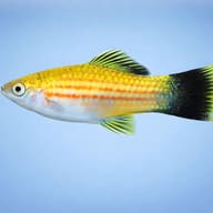 Swordtail Green Wagtail — side profile on a plain background — representative image - view 3