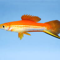 Swordtail Marry Gold — side profile on a plain background — representative image - view 3