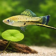 Swordtail Montezumae — close view showing fin and scale detail — representative image - view 4
