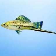 Swordtail Montezumae — side profile on a plain background — representative image - view 3