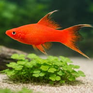 Swordtail Red Lyra — close view showing fin and scale detail — representative image - view 4