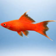 Swordtail Red Lyra — side profile on a plain background — representative image - view 3