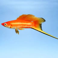 Swordtail Red Simpson — side profile on a plain background — representative image - view 3