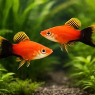 Swordtail Red Wagtail — pair in a planted aquarium — representative image - view 2