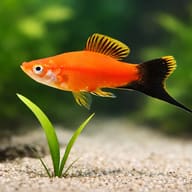 Swordtail Red Wagtail — close view showing fin and scale detail — representative image - view 4