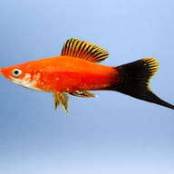 Swordtail Red Wagtail — side profile on a plain background — representative image - view 3