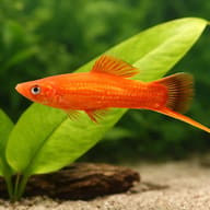 Swordtail Red — close view showing fin and scale detail — representative image - view 4