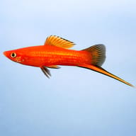 Swordtail Red — side profile on a plain background — representative image - view 3