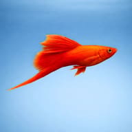 Assorted Swordtail (Xiphophorus hellerii) side profile on blue background — representative image - view 3