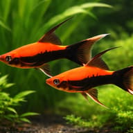 Swordtail Tuxedo Lyra — pair in a planted aquarium — representative image - view 2