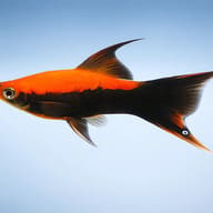 Swordtail Tuxedo Lyra — side profile on a plain background — representative image - view 3