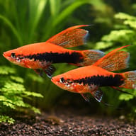 Swordtail Wien Lyra — pair in a planted aquarium — representative image - view 2