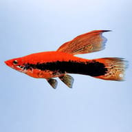 Swordtail Wien Lyra — side profile on a plain background — representative image - view 3