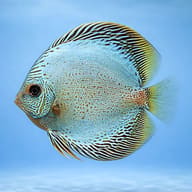 Blue Snake Skin Discus (Symphysodon spp.) domestic discus strain — side profile on a plain background — representative image - view 3