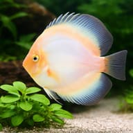 Ghost Discus (Symphysodon spp.) domestic discus strain — close view showing fin and scale detail — representative image - view 4