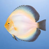 Ghost Discus (Symphysodon spp.) domestic discus strain — side profile on a plain background — representative image - view 3
