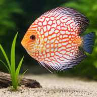Pigeon Checkerboard Discus (Symphysodon spp.) domestic discus strain — close view showing fin and scale detail - view 4