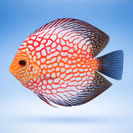 Pigeon Checkerboard Discus (Symphysodon spp.) domestic discus strain — side profile on a plain background - view 3