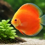 Red Melon Discus (Symphysodon spp.) domestic discus strain — close view showing fin and scale detail — representative image - view 4
