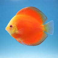Red Melon Discus (Symphysodon spp.) domestic discus strain — side profile on a plain background — representative image - view 3