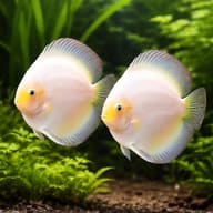 White Diamant Discus (Symphysodon spp.) domestic discus strain — pair in a planted aquarium — representative image - view 2