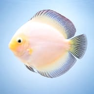 White Diamant Discus (Symphysodon spp.) domestic discus strain — side profile on a plain background — representative image - view 3