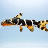 Synodontis brichardi 4 — side profile on a plain background — representative image - view 3