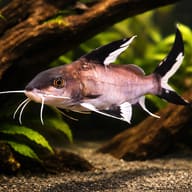 Synodontis granulosus 3 — representative image - view 1