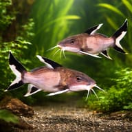 Synodontis granulosus 3 — pair in a planted aquarium — representative image - view 2