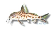 Original reference illustration of Cuckoo Catfish (Synodontis multipunctatus) showing the spotted pattern - view 5