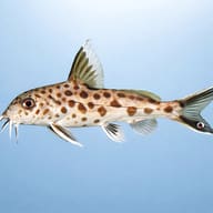 Cuckoo Catfish side profile showing body spots, barbels and pale-edged fins - view 2