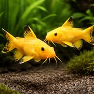 Synodontis nigrita white 3 — pair in a planted aquarium — representative image - view 2