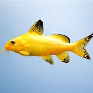 Synodontis nigrita white 3 — side profile on a plain background — representative image - view 3