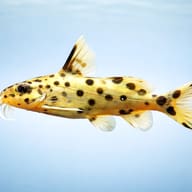 Synodontis njassae — side profile on a plain background — representative image - view 3