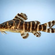 Synodontis ornatipinnis 4 — side profile on a plain background — representative image - view 3