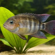T-Bar Cichlid — close view showing fin and scale detail — representative image - view 4