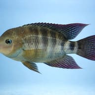 T-Bar Cichlid — side profile on a plain background — representative image - view 3