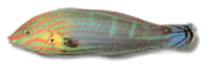 Tail-spot wrasse on a white background with orange face stripes, green body bars and a blue tail - view 5