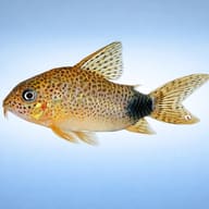 Tailspot Corydoras (Corydoras caudimaculatus) side view showing tail spot and armoured body — representative image - view 3