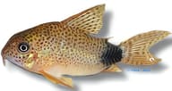 Tailspot Corydoras (Corydoras caudimaculatus) verified - view 5