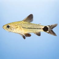 Tailspot pigmy Catfish — side profile on a plain background — representative image - view 3