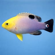 Talbots demoiselle - Marine Aquarium Livestock (Chrysiptera talboti) — Talbots Demoiselle M - view 3