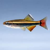 Tanichthys micagemmae side profile on a plain background — representative image - view 3