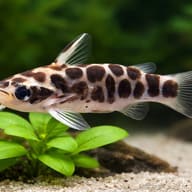 Tatia perugiae 1 - 2 — close view showing fin and scale detail — representative image - view 4