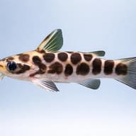 Tatia perugiae 1 - 2 — side profile on a plain background — representative image - view 3