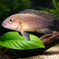 Telmatochromis burgeoni 4 — close view showing fin and scale detail — representative image - view 4